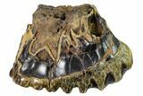 Fossil Stegodon Molar With Roots - Indonesia #148070-3